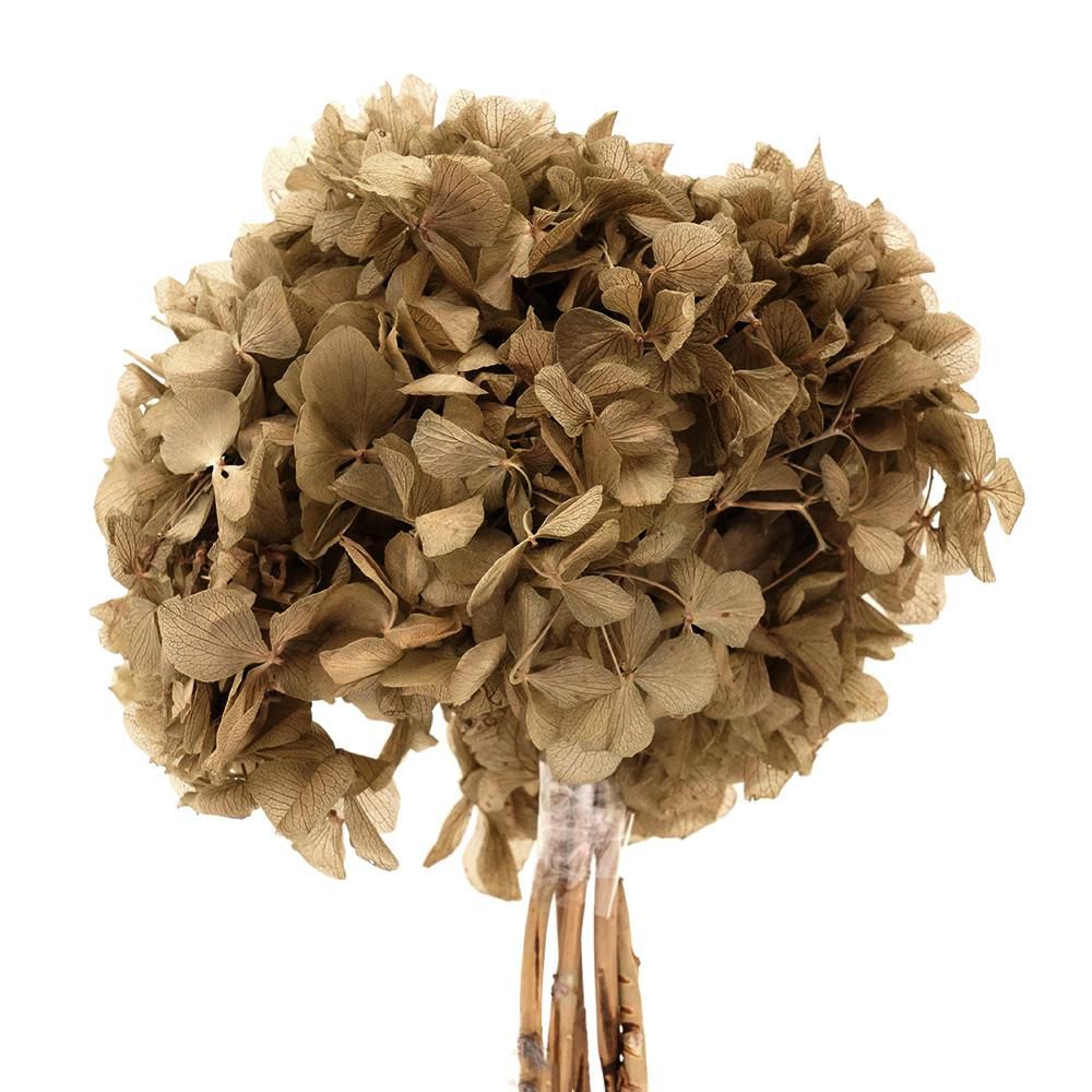 HYDRANGEA STABILIZZATA CM.40 CAMEL 144/P