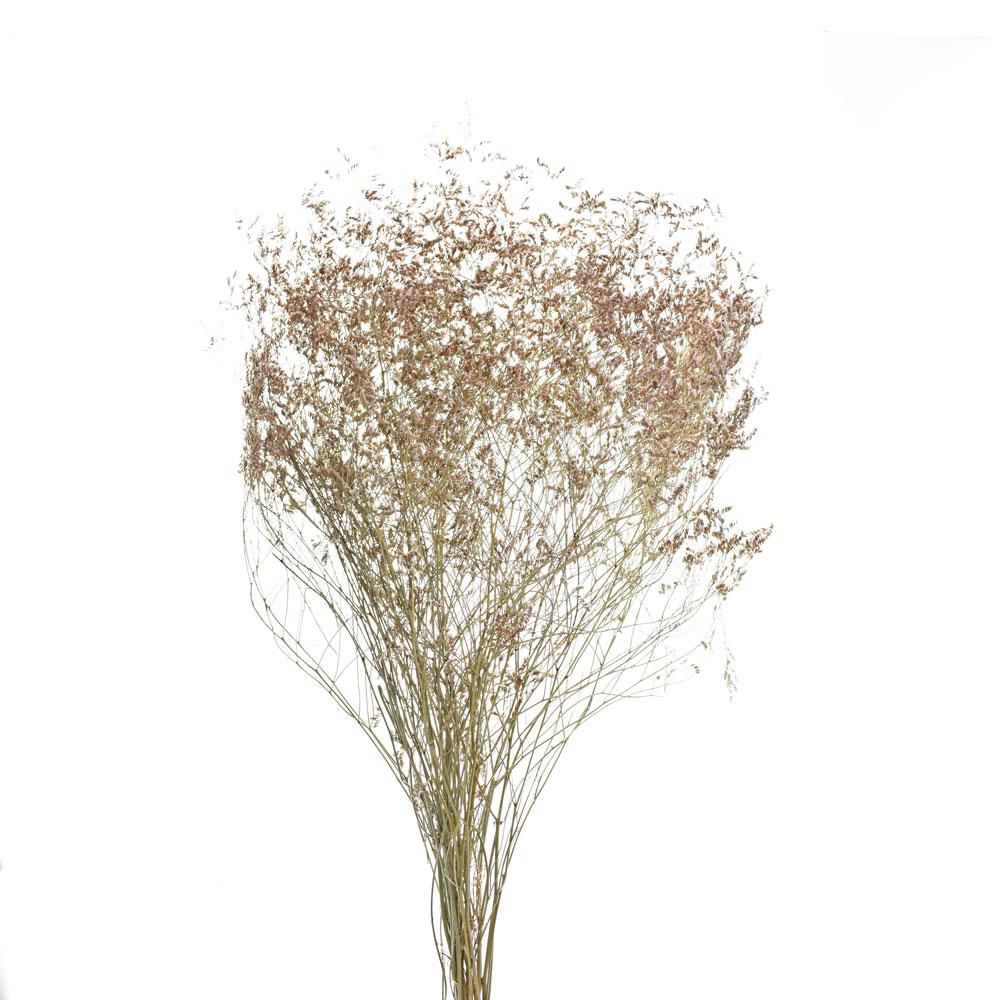 STATICE SELVATICO GR.200 CM.85-90 NATURALE