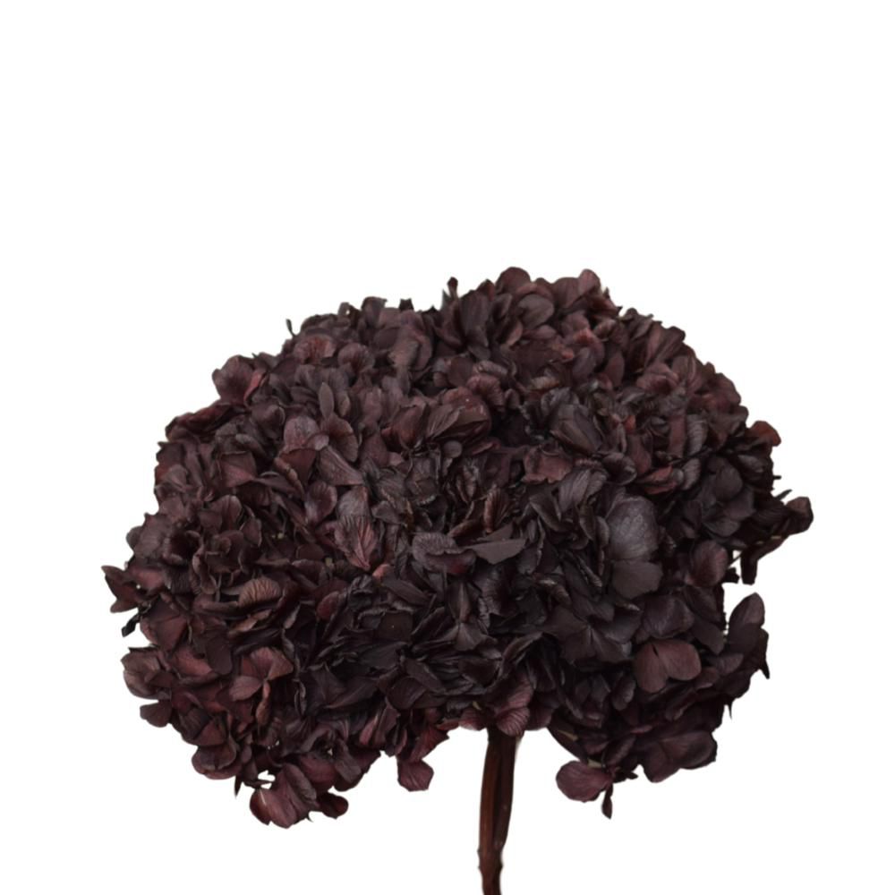 HYDRANGEA STABILIZZATA CM.40 PRUGNA 32
