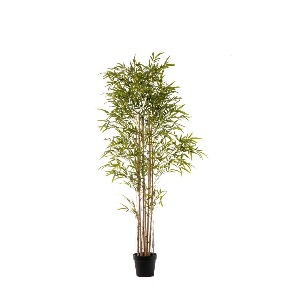BAMBOO PIANTA C/VASO 2500F CM.180 VERDE
