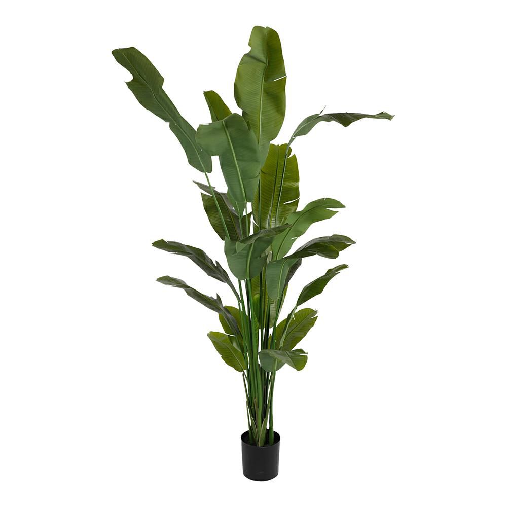 BANANO PIANTA C/VASO CM.210 VERDE