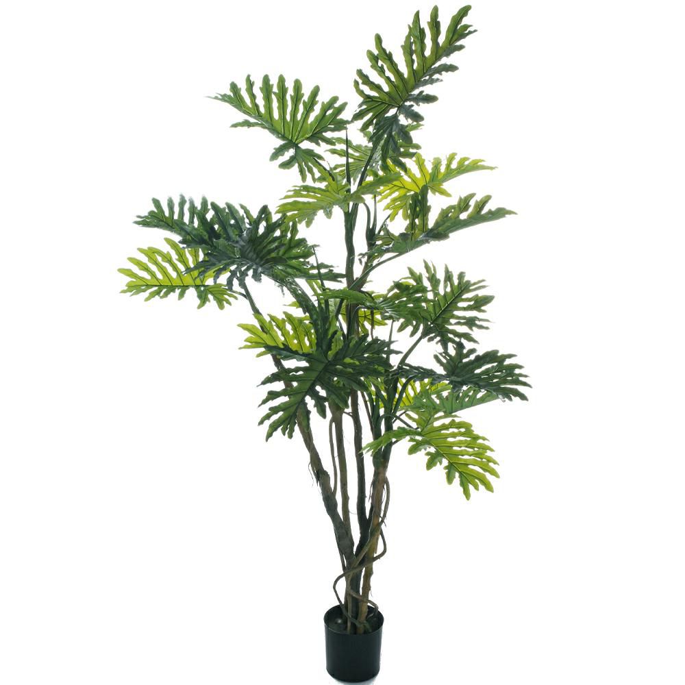 PHILODENDRO SOLLOUM PIANTA C/VASO 21F CM.210 VERDE