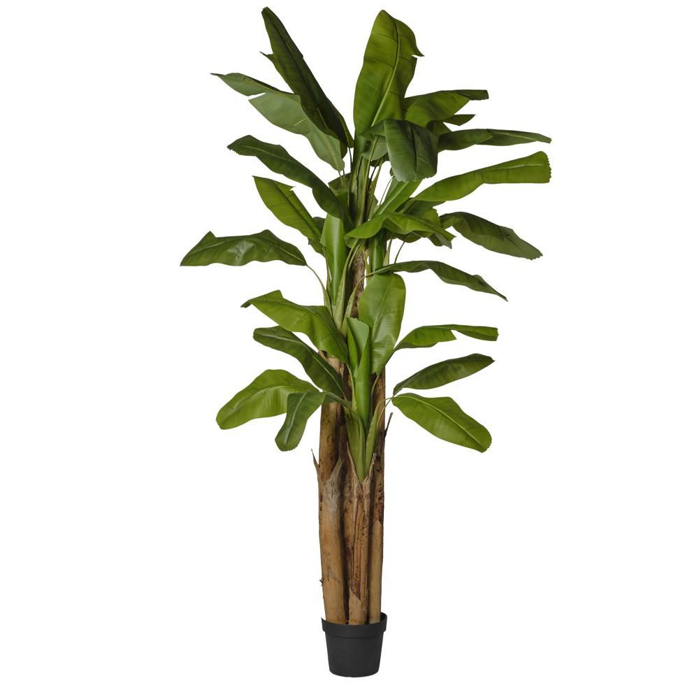 BANANO PIANTA C/VASO 32F. CM.300 VERDE