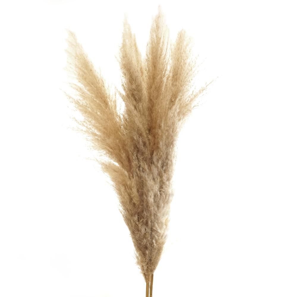 PAMPAS SUPER PZ.5 CM.110 NATURALE PAMPAS SUPER PZ.5 CM.110 NATURALE