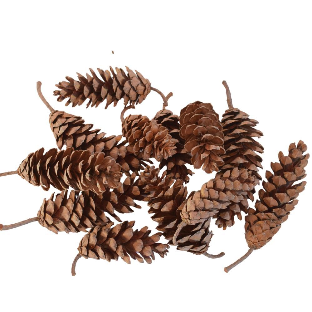 STROBUS EXCELSA 10/15 CM SACCHETTO X 15 PEZZI NATURALE