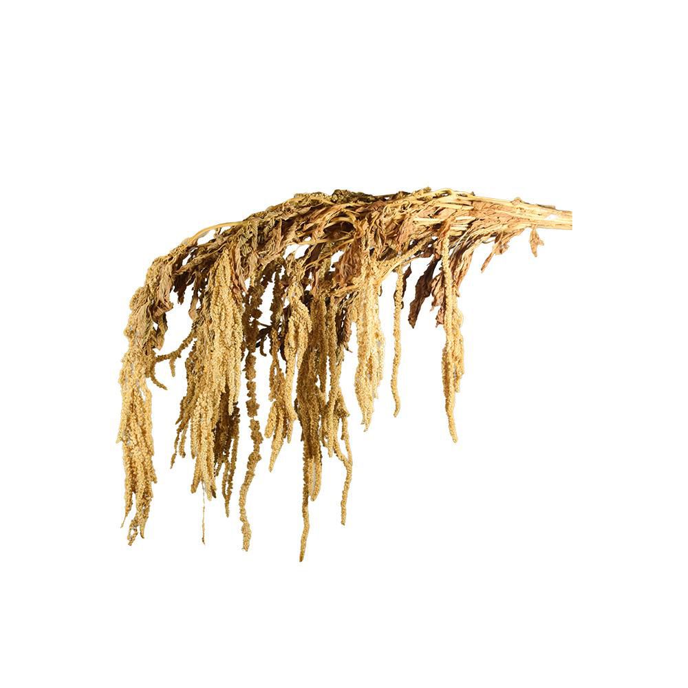 AMARANTHUS CAUD. GR.150CM.70 NATURALE