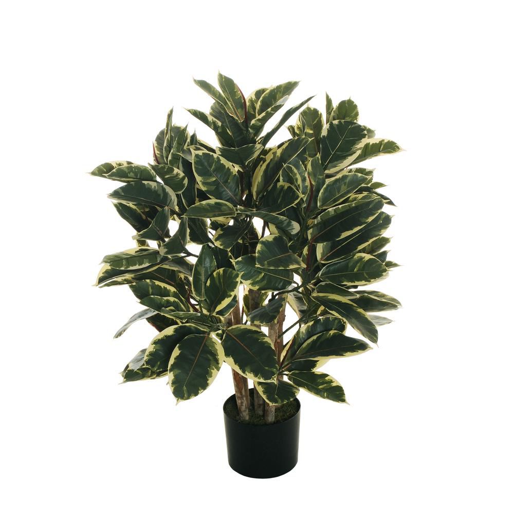 FICUS ELASTICA PIANTA C/VASO 140F. D.18 H.90 CM VARIEGATA