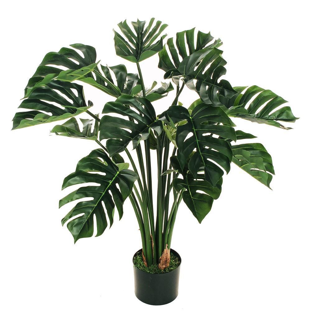 PHILODENDRO MONSTERA PIANTA C/VASO 16F CM.90 VERDE