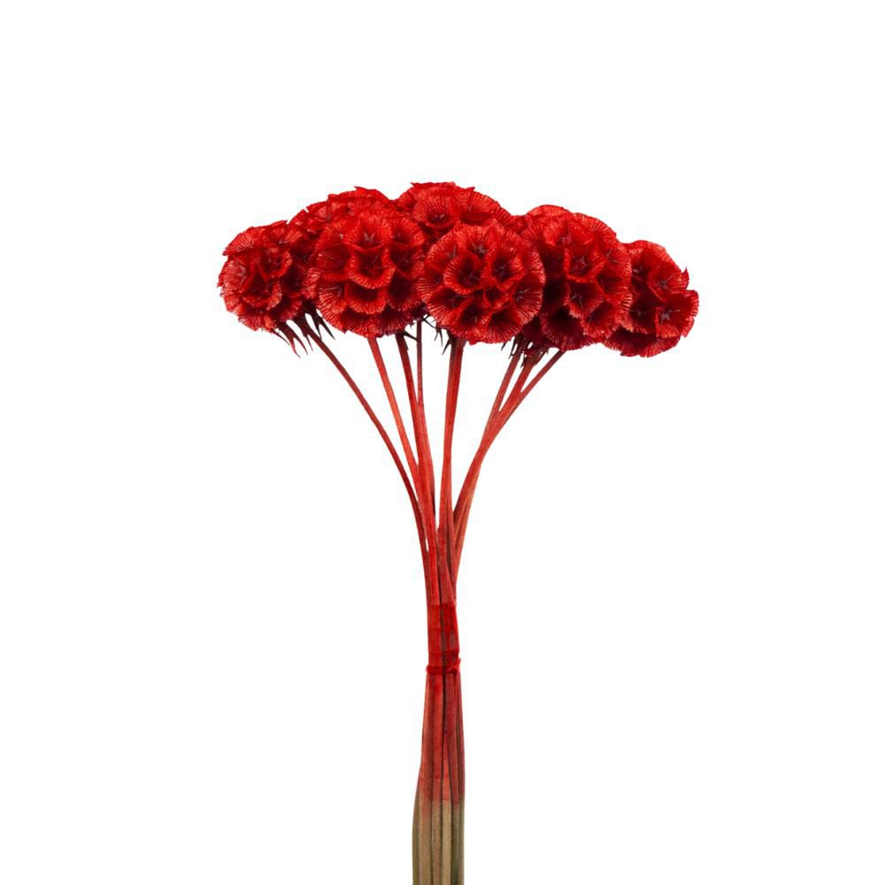 SCABIOSA STABILIZZATA 10PZ. CM.40 ROSSA