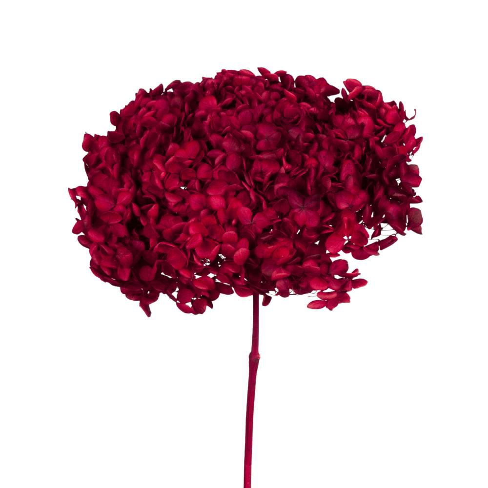 HYDRANGEA STABILIZZATA CM.52 -ANNABELLE RED- ROSSO