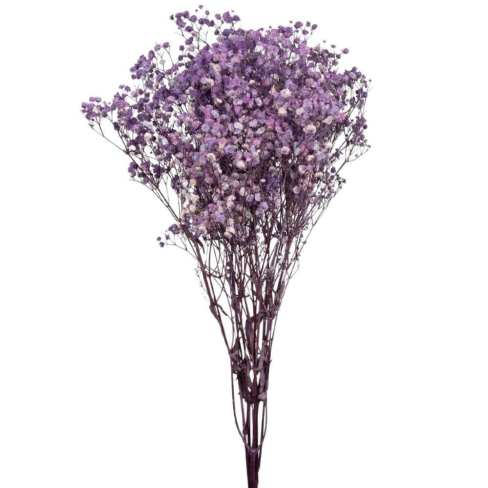 GYPSOPHILA STABILIZZATAGR.120 CM.75 VIOLA