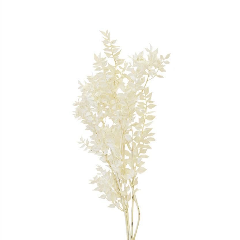 RUSCUS MAZZO PRESERVATOGR.150 CM.80 BIANCO