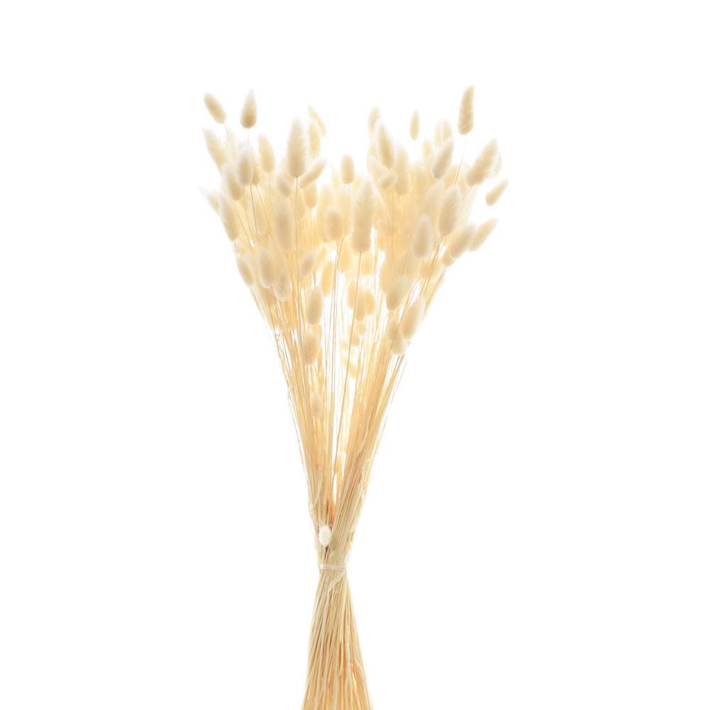 LAGURUS IN BUSTA A CONOGR.100 CM.60-70 BIANCO 01