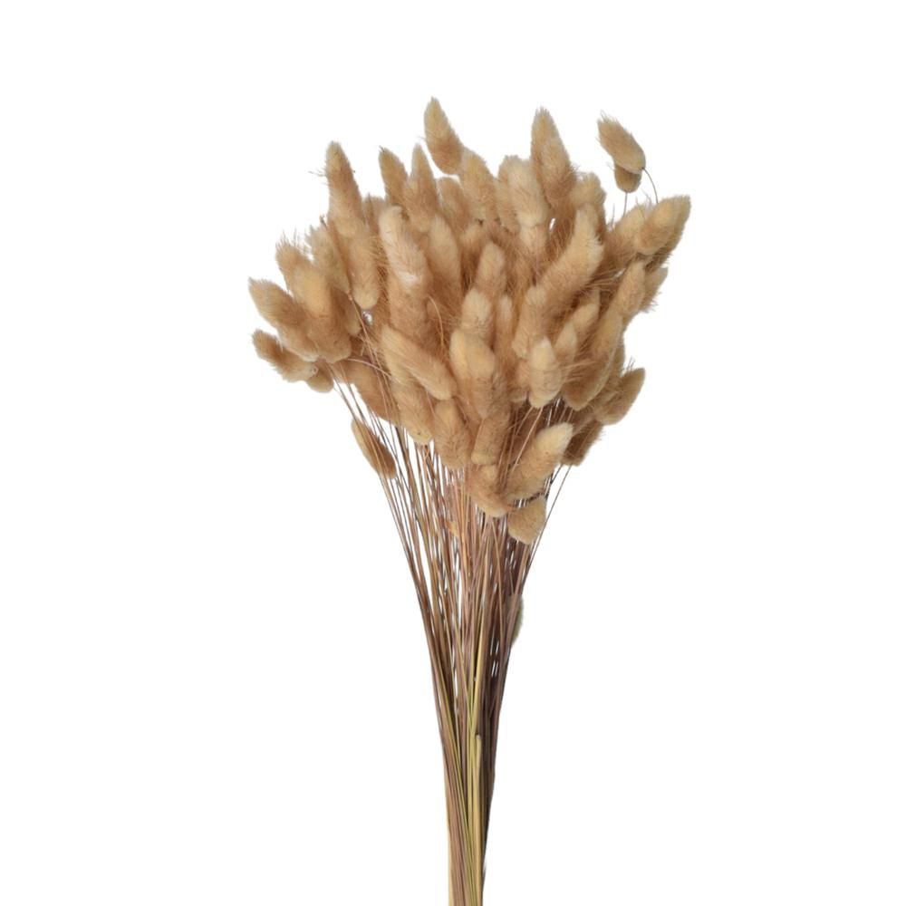 LAGURUS IN BUSTA A CONOGR.100 CM.60-70 NATURALE