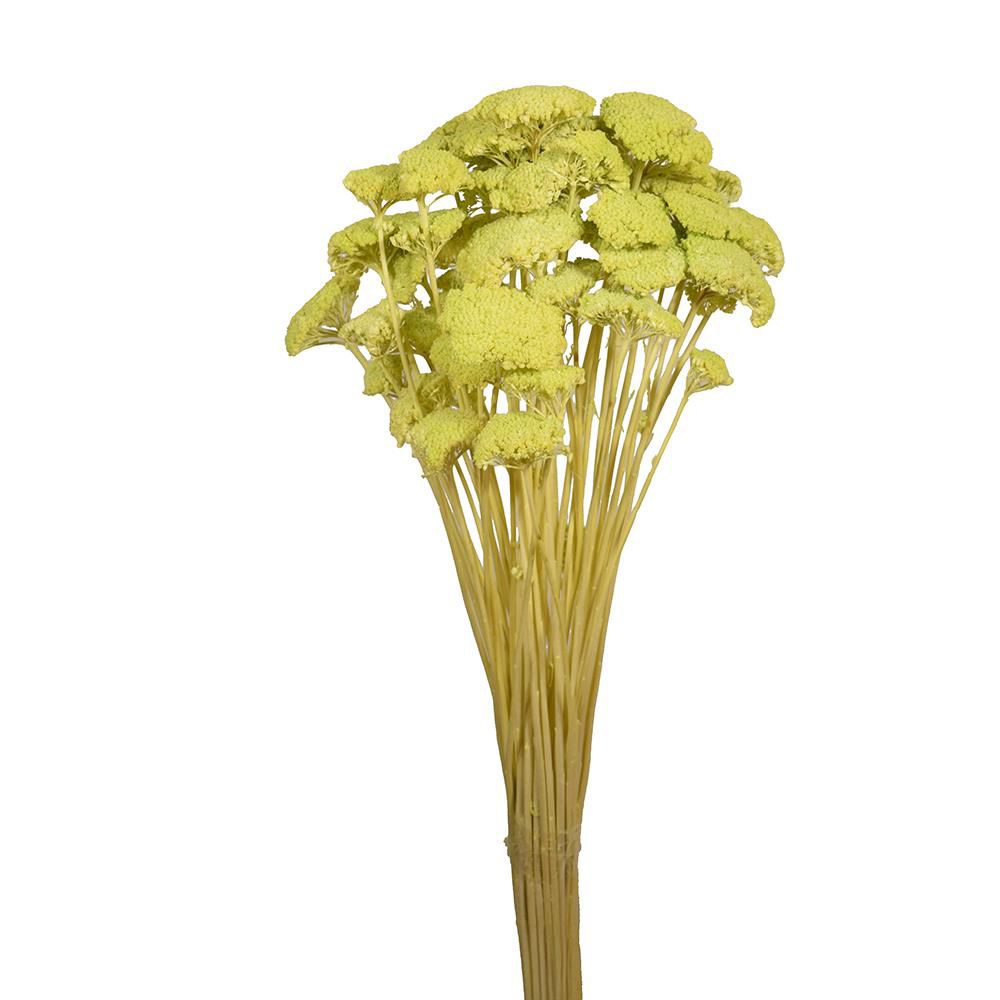 ACHILLEA SACCHETTO GR.150 VERDE 80/P