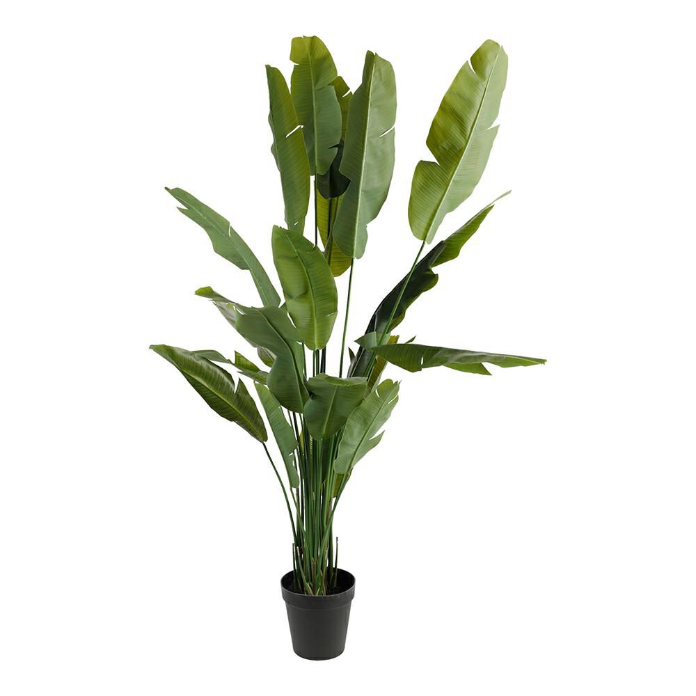 BANANO PIANTA C/VASO CM.240 VERDE