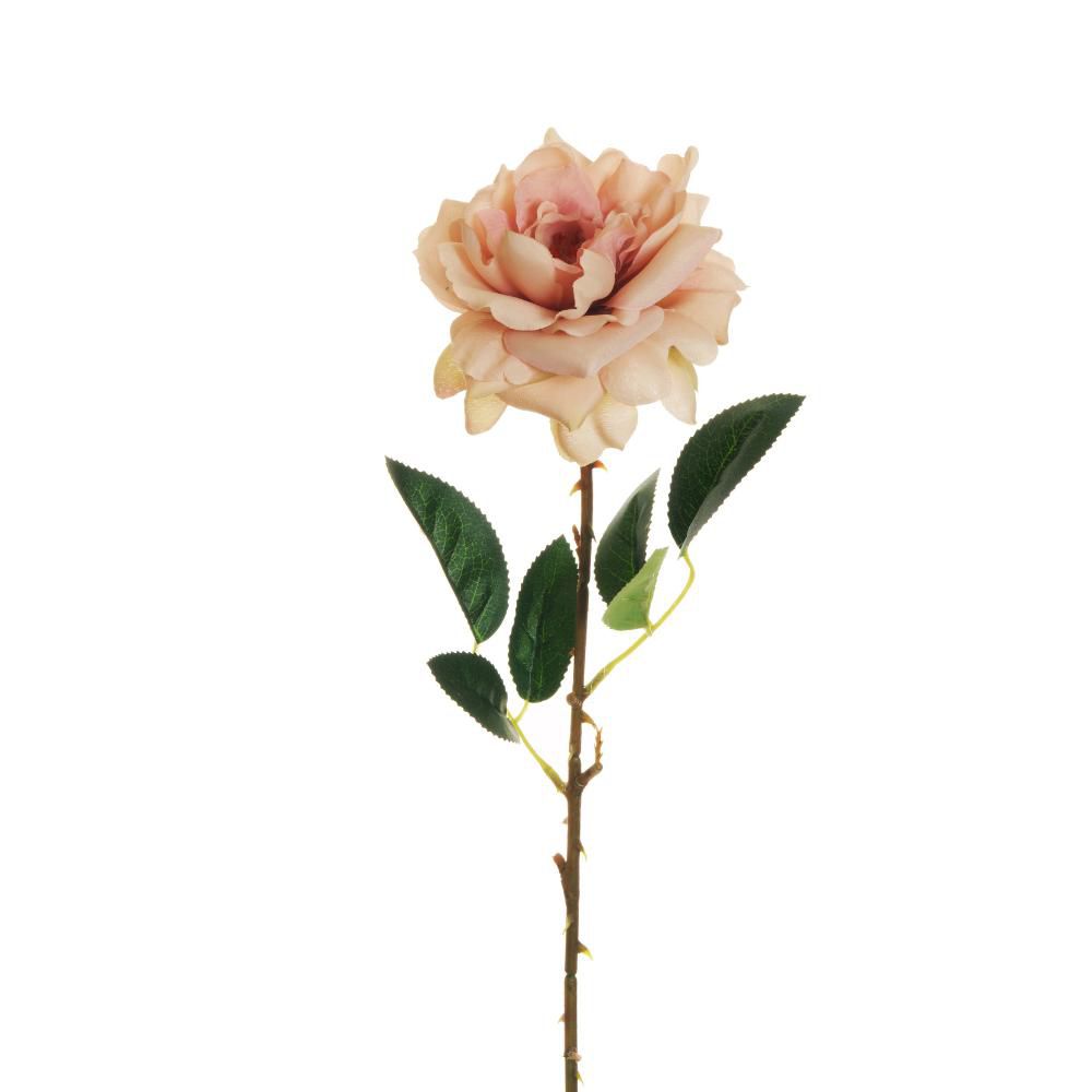 ROSA WILD CM.62 ROSA ANTICO