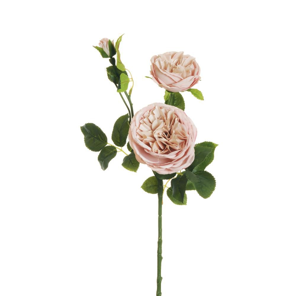 ROSA AUSTIN SPRAY 3X 2F1B CM.77 ROSA CHIARO