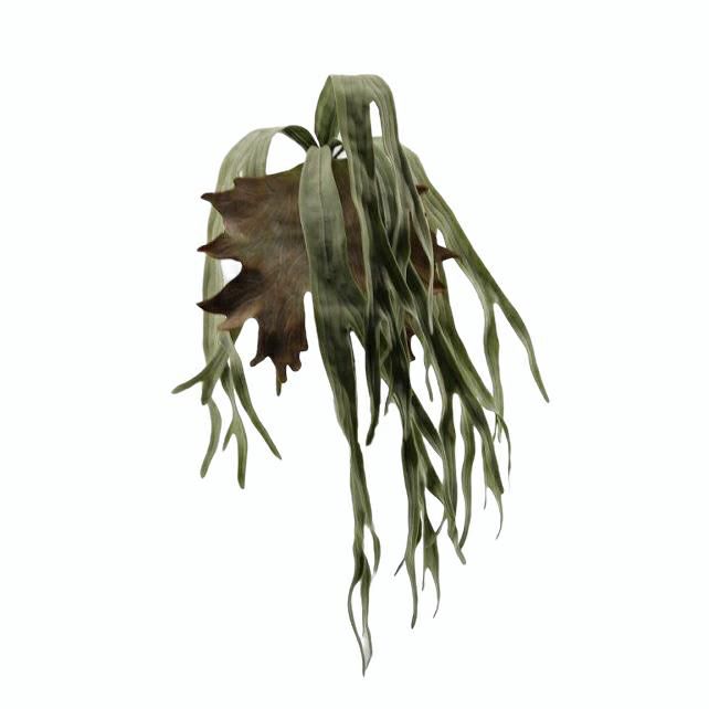 STAGHORN FERN PIANTA CM.80 VERDE