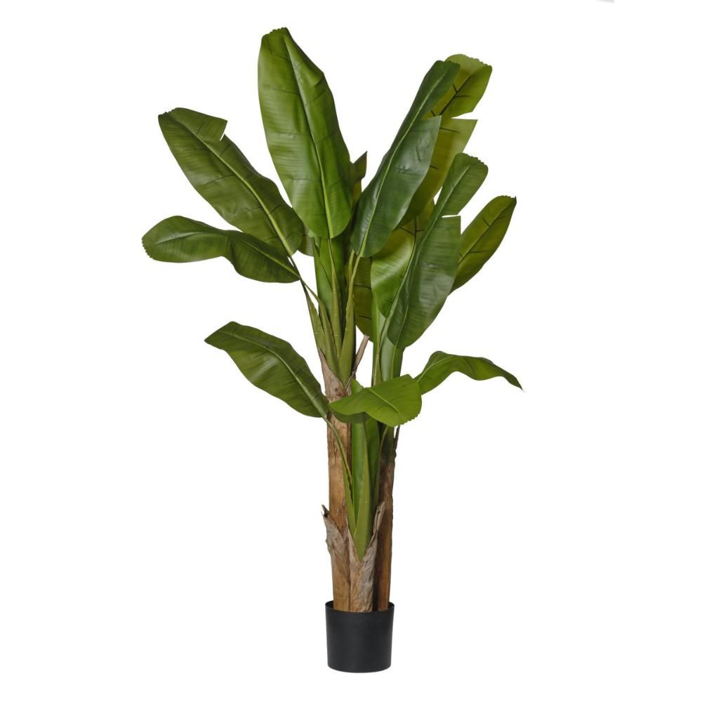 BANANO PIANTA C/VASO 3XCM.180 VERDE