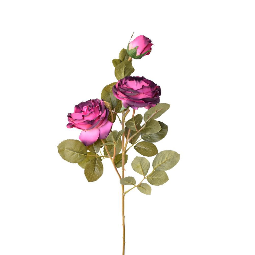 ROSA CABBAGE FLEMISH 3XCM.75 FUXIA