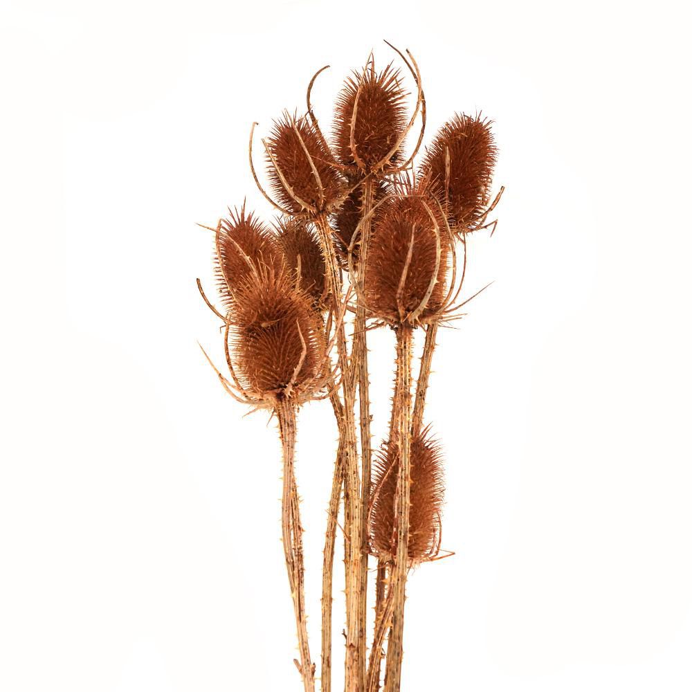 CARDO PALUSTRE CONF.PZ.10 CM.60-80 MARRONE CARDO PALUSTRE CONF.PZ.10 CM.60-80 MARRONE