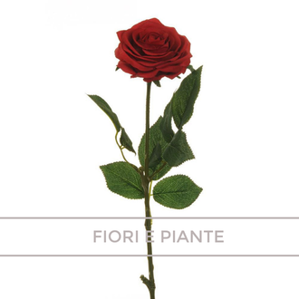 fiori e piante