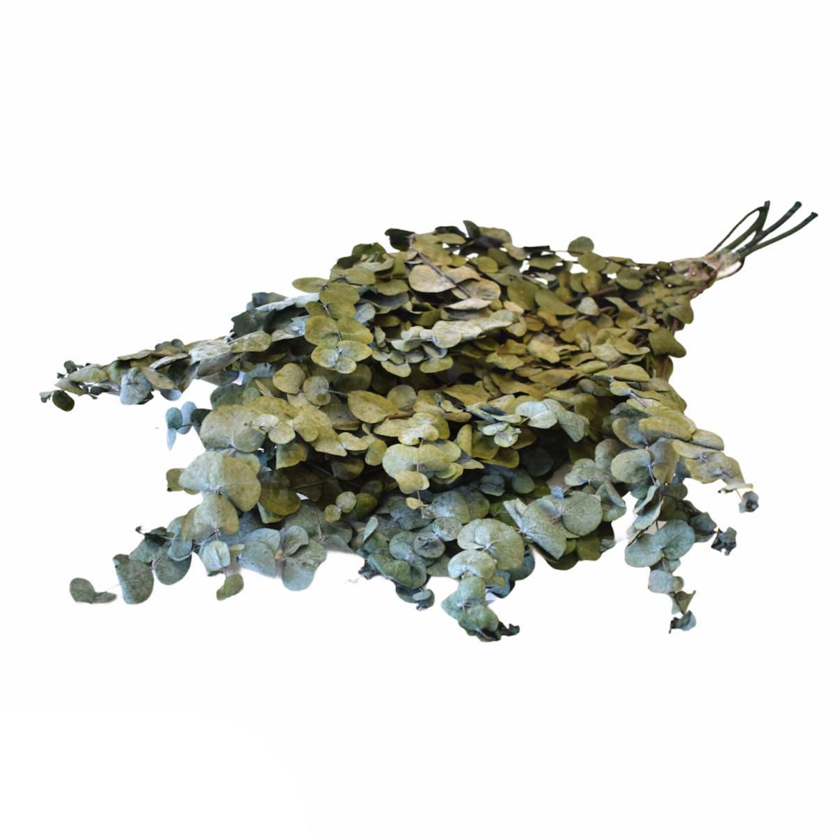 EUCALYPTO CINEREA PRESERVATO GR.150 CM.75 VERDE