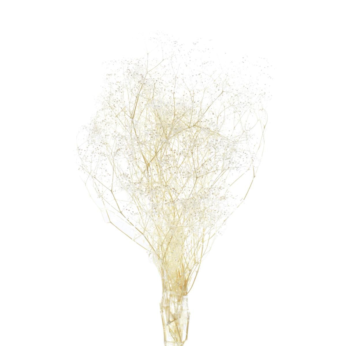 MINI GYPSOPHILA SACCHETTO GR.50 CM.52 BIANCO 01