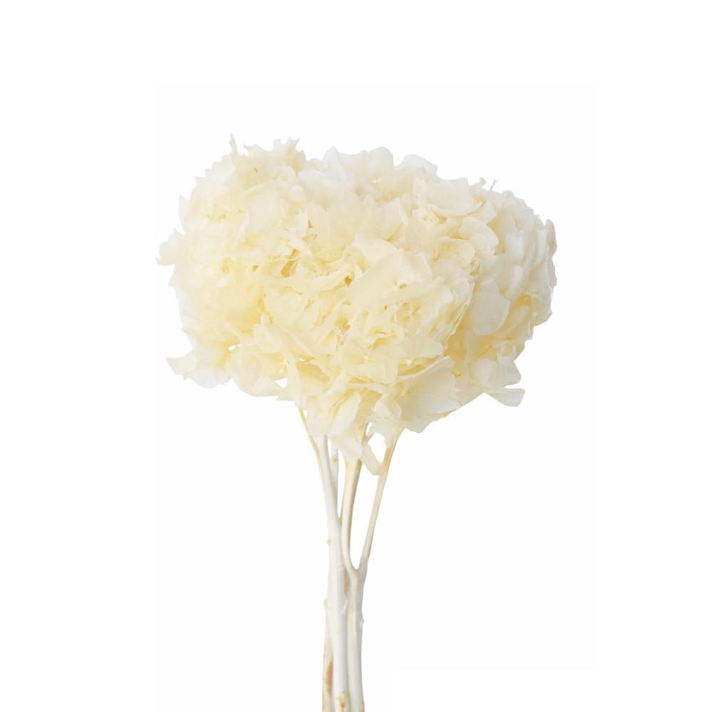 HYDRANGEA STABILIZZATA BIANCO 01