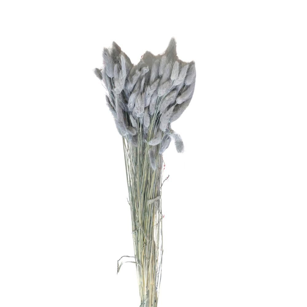 LAGURUS IN BUSTA A CONOGR.100 BLU NAVY 200/P