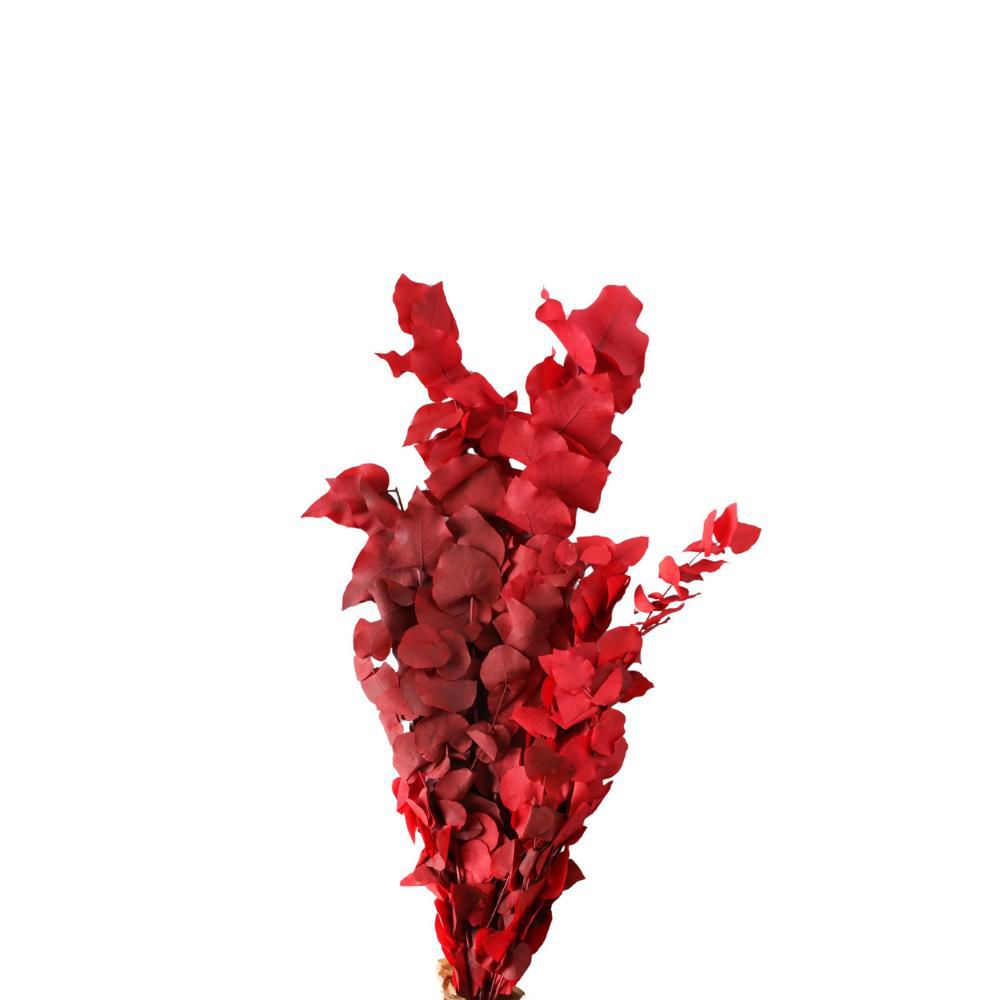 EUCALIPTUS STUARTIANA PRESERVATO GR.150 CM.75 ROSSO EUCALIPTUS STUARTIANA PRESERVATO GR.150 CM.75 ROSSO