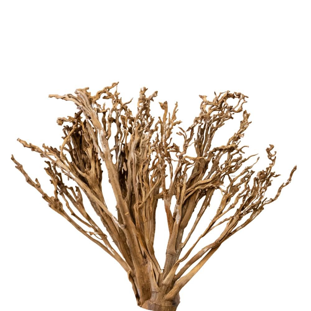 PALM CORAL PZ.5 NATURALE