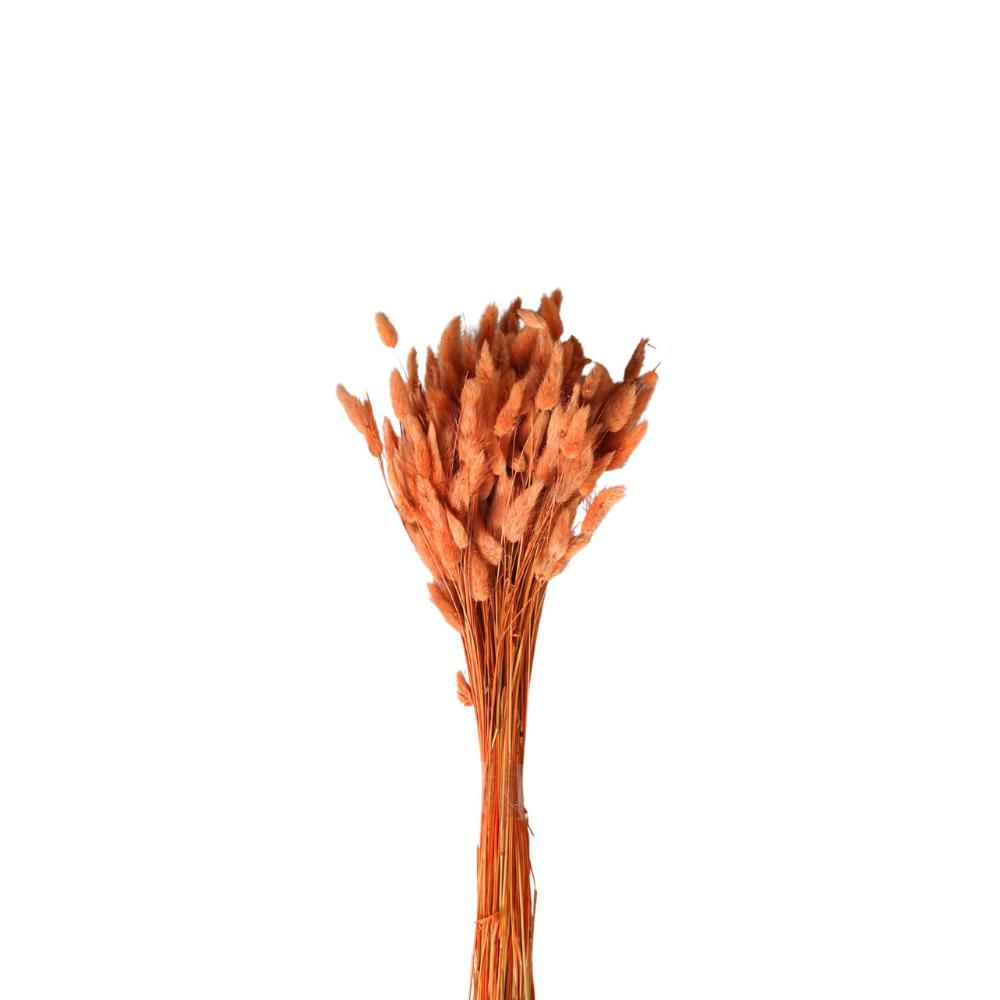 LAGURUS IN BUSTA A CONOGR.100 TERRA/83