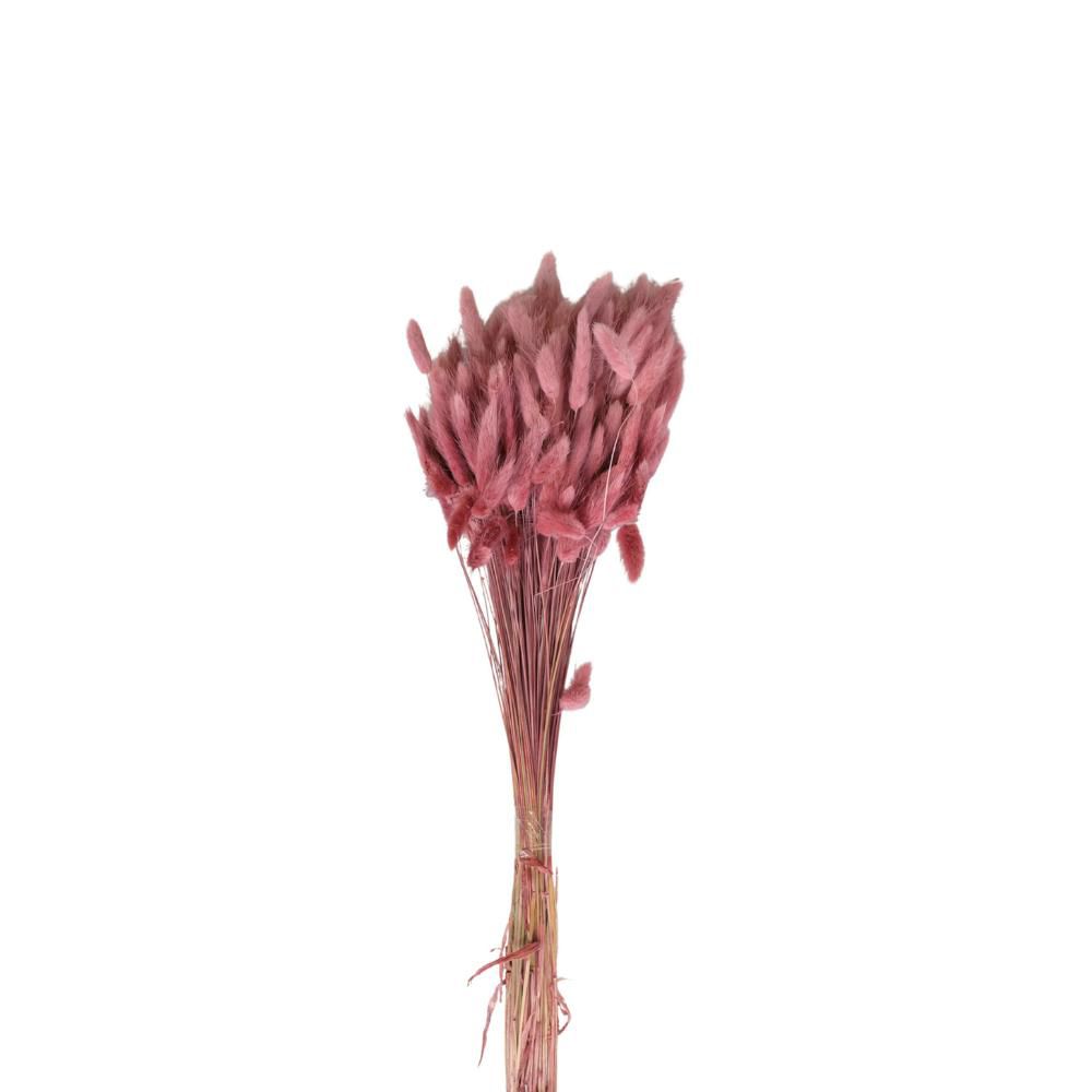 LAGURUS IN BUSTA A CONOGR.100 PRUGNA 239/P