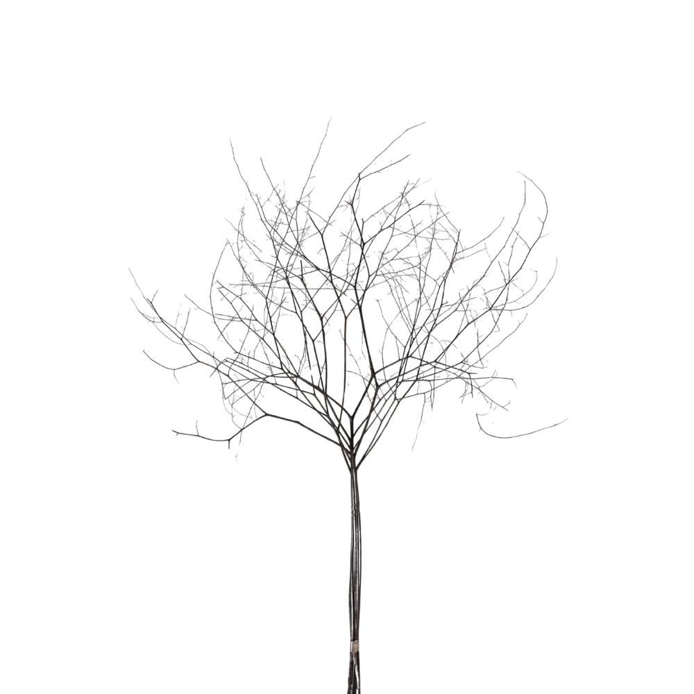 ADIANTHUM GIGANTE SACCHETTO 6 PZ. NATURALE ADIANTHUM GIGANTE SACCHETTO 6 PZ. NATURALE