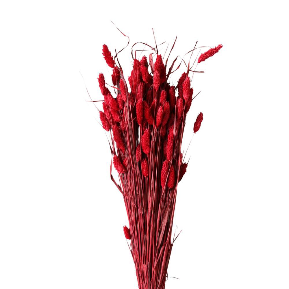 POA OL MZ.1 ROSSO/10 POA OL MZ.1 ROSSO/10