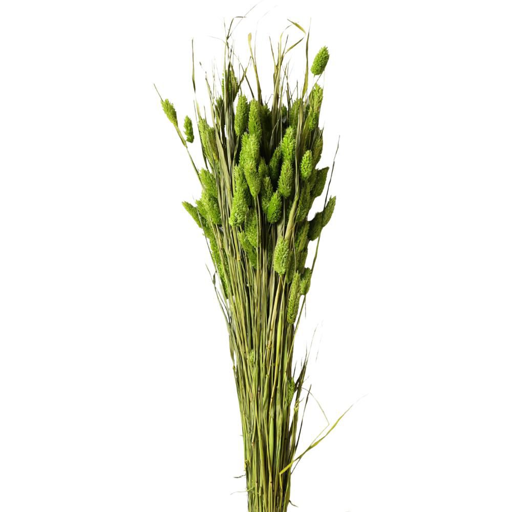 POA OL MZ.1 V.MELA/14 POA OL MZ.1 V.MELA/14