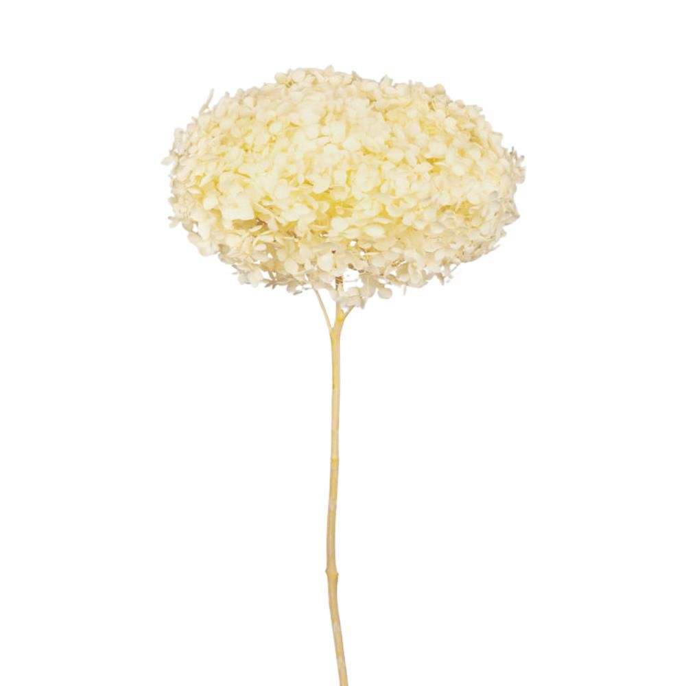 HYDRANGEA STABILIZZATA CM.52 -ANNABELLE MORNING YELLOW- GIALLO