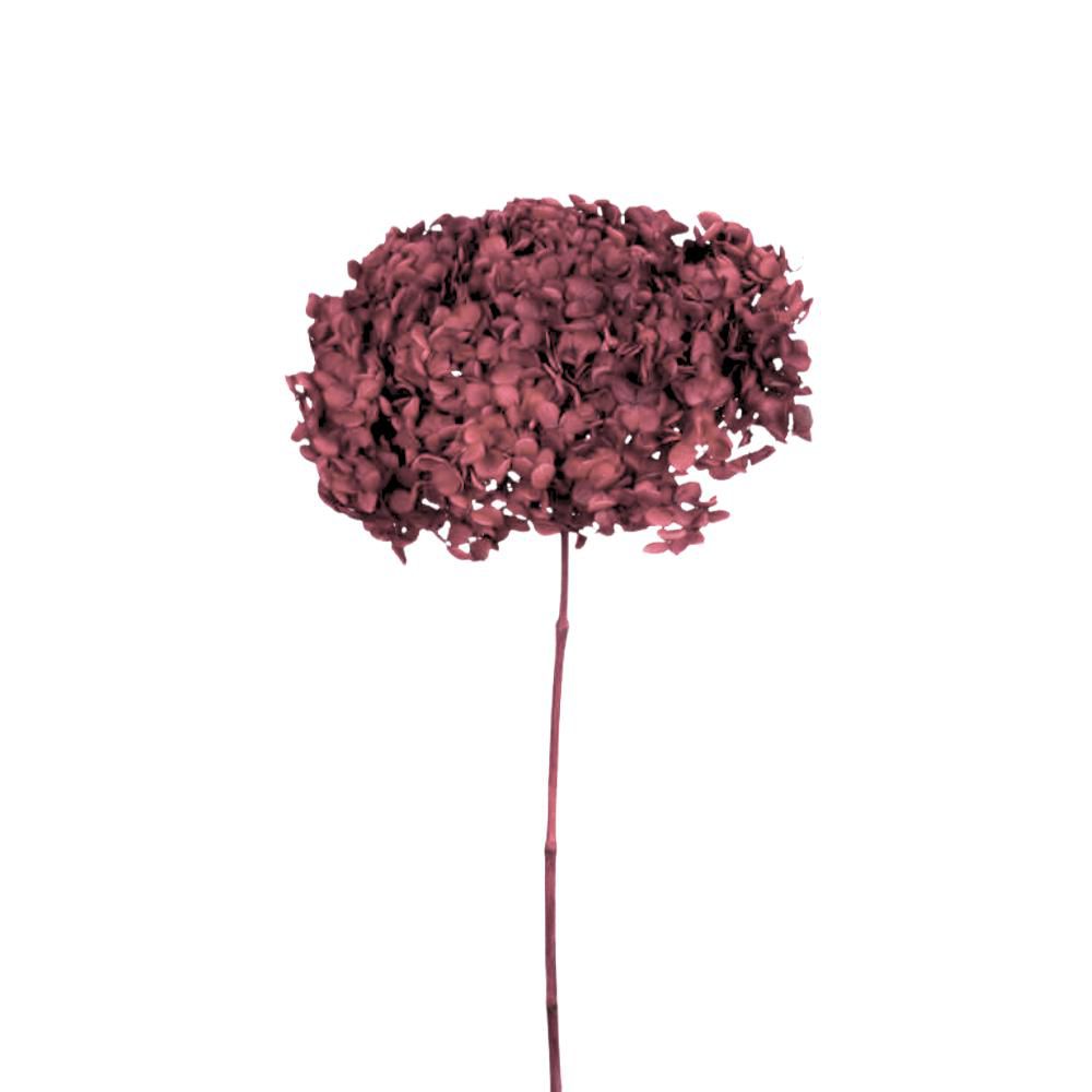 HYDRANGEA STABILIZZATA CM.52 -ANNABELLE RED- ROSSO