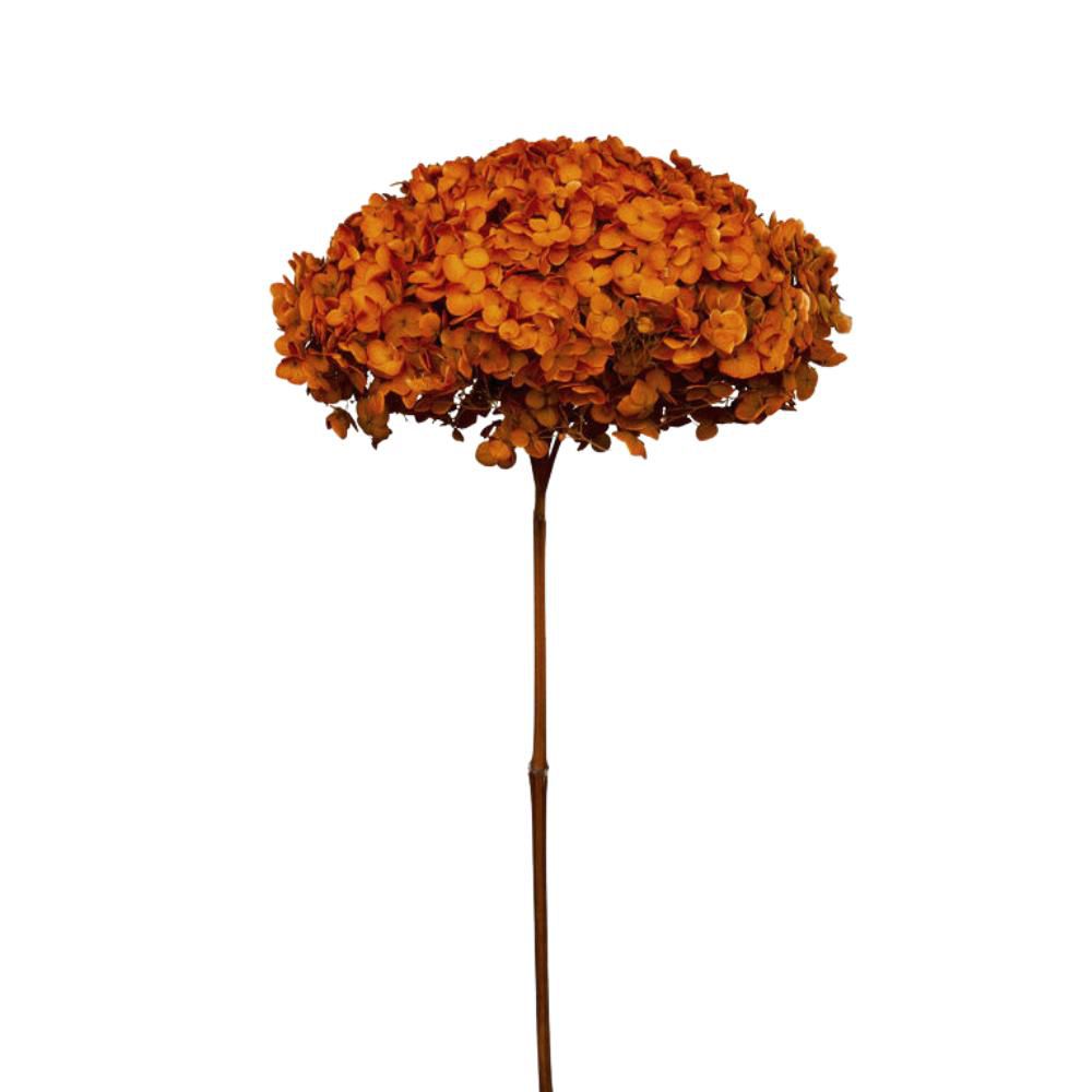 HYDRANGEA STABILIZZATA CM.52 -ANNABELLE VALENCIA ORANGE- ARANCIO