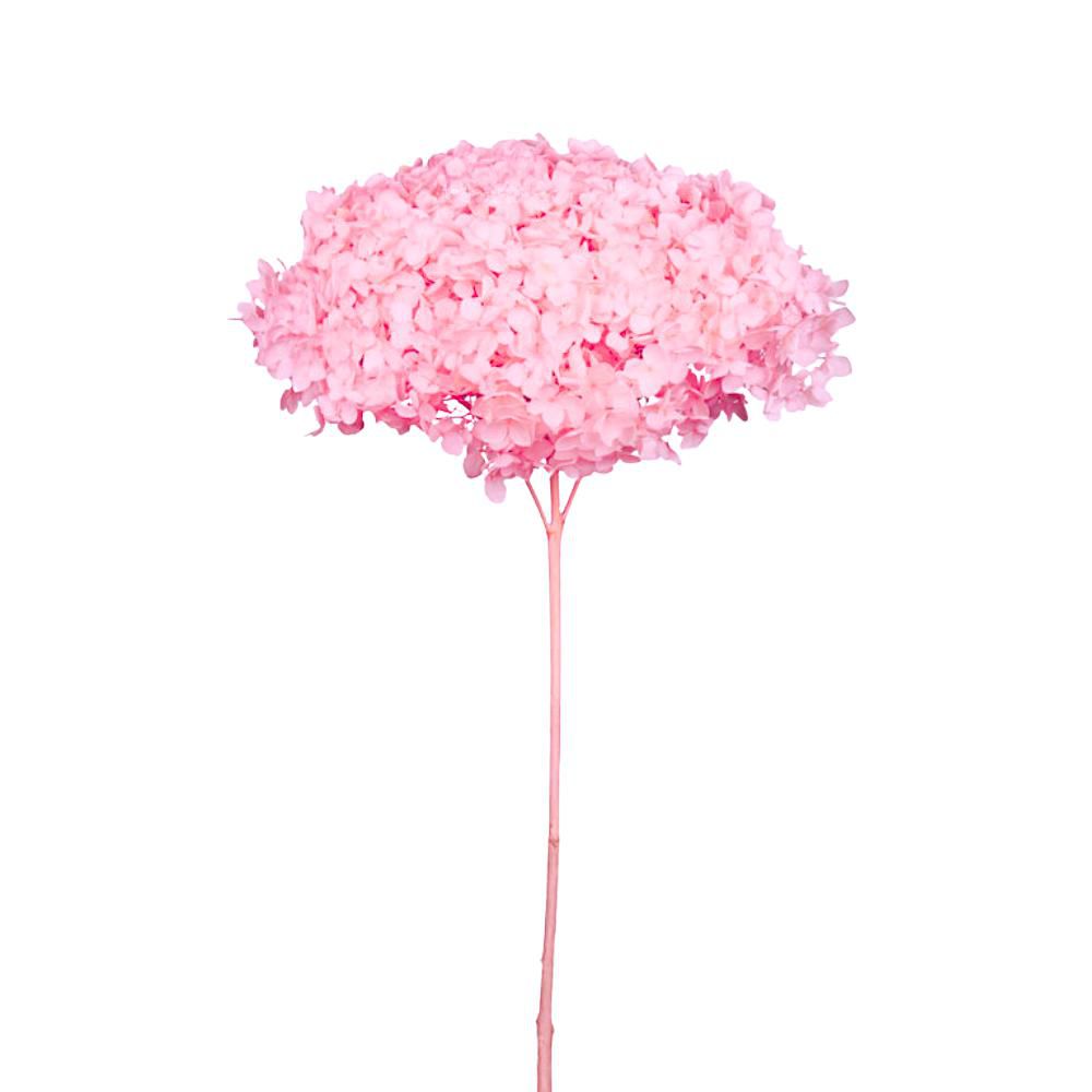 HYDRANGEA STABILIZZATA CM.52 -ANNABELLE PASTEL PINK- ROSA CHIARO