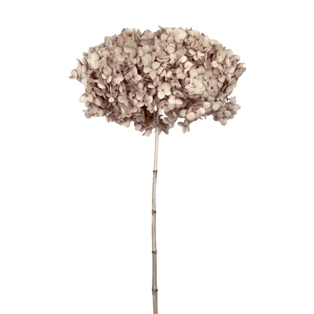 HYDRANGEA STABILIZZATA CM.52 -ANNABELLE HAZELNUT- NOCCIOLA HYDRANGEA STABILIZZATA CM.52 -ANNABELLE HAZELNUT- NOCCIOLA