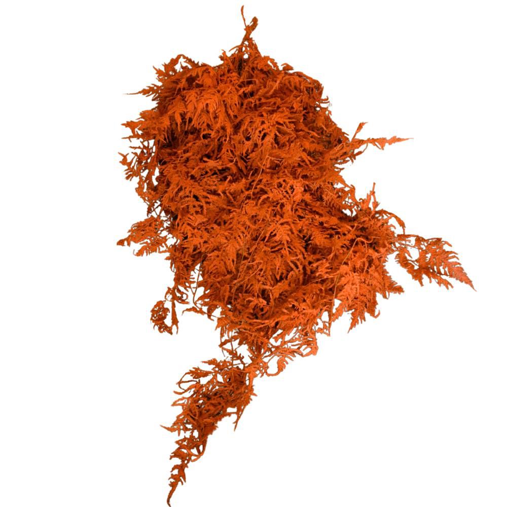 PLUMOSO-SPUNTONE MAZZO 10 STELI CM.100 ARANCIO BRUCIATO