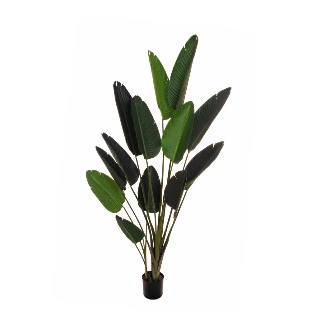 STRELITZIA PIANTA C/VASO 13LVS CM.180 VERDE STRELITZIA PIANTA C/VASO 13LVS CM.180 VERDE