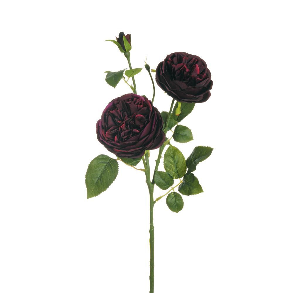 ROSA AUSTIN SPRAY 3X 2F1B CM.77 PURPLE/BURGUNDY