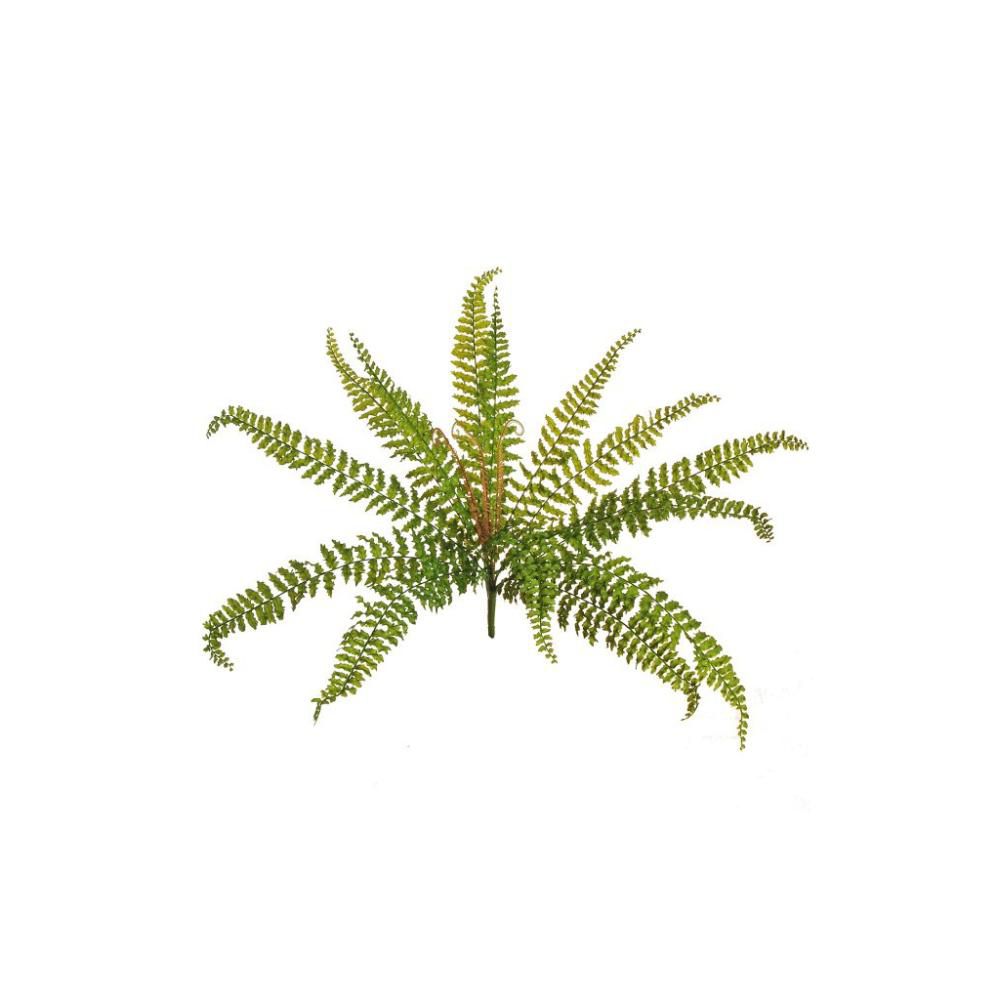 FELCE BUSH ASLENIUM RUBBER 14F NATURALI CM.60 VERDE