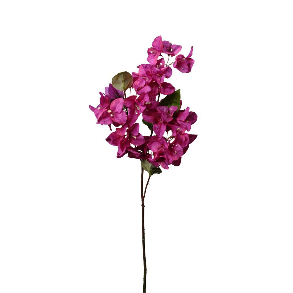 BOUGANVILLEA RAMO CM.70BEAUTY BOUGANVILLEA RAMO CM.70BEAUTY