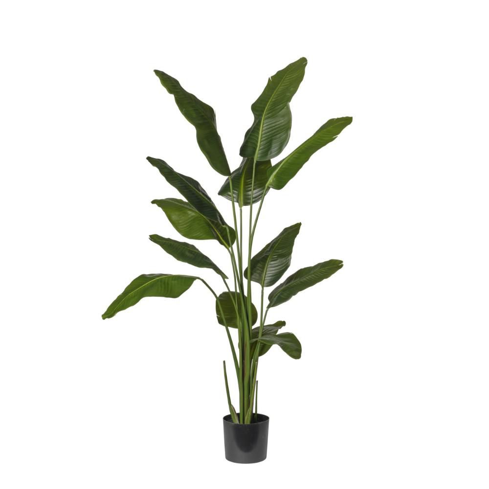 STRELIZIA PIANTA C/VASOCM.180 VERDE