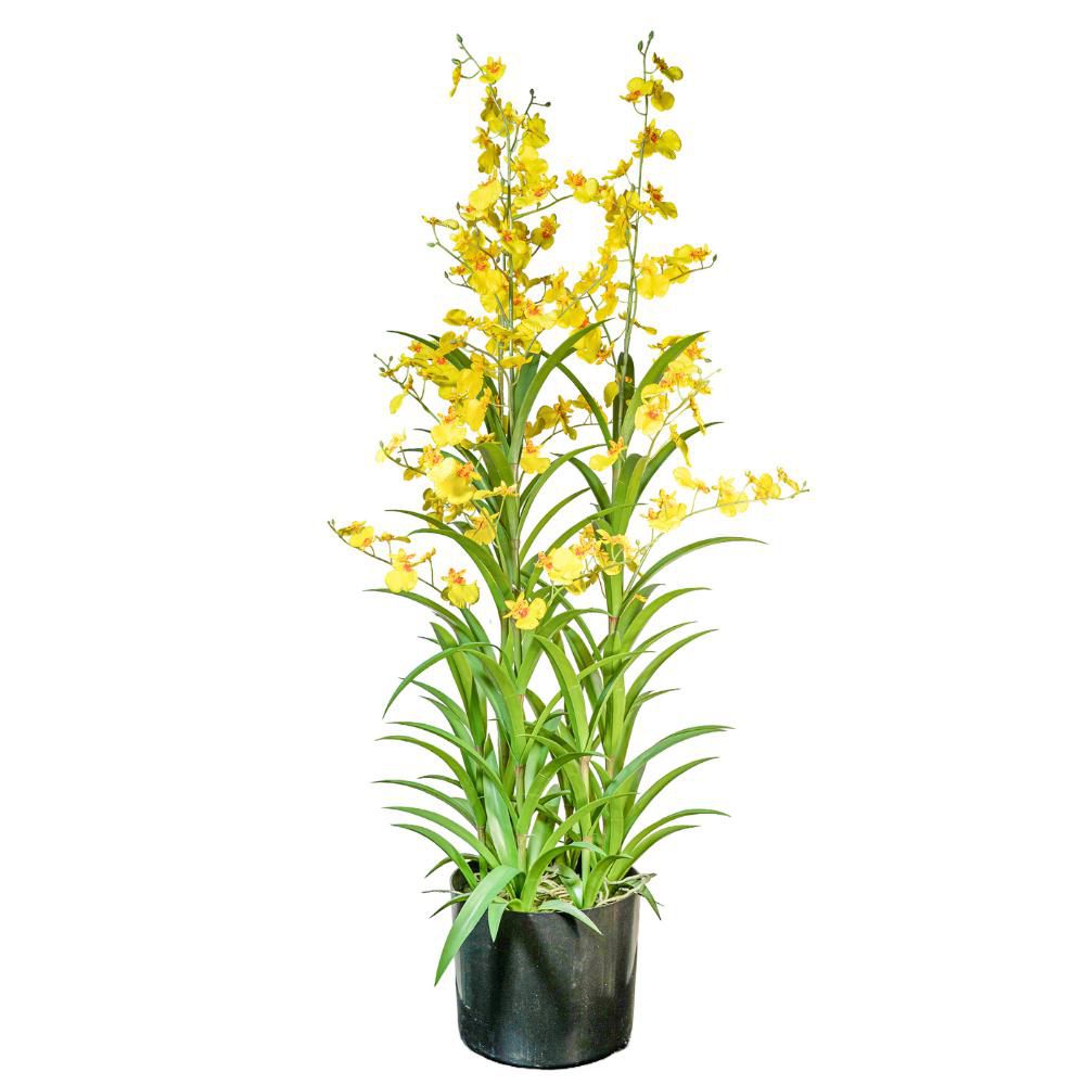 ONCIDYUM PIANTA C/VASO 3X CM.120 GIALLO